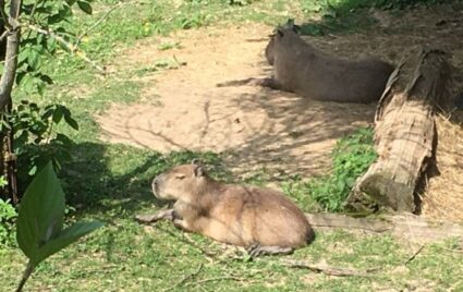 Prvňáčci navštívili ZOO Lešná